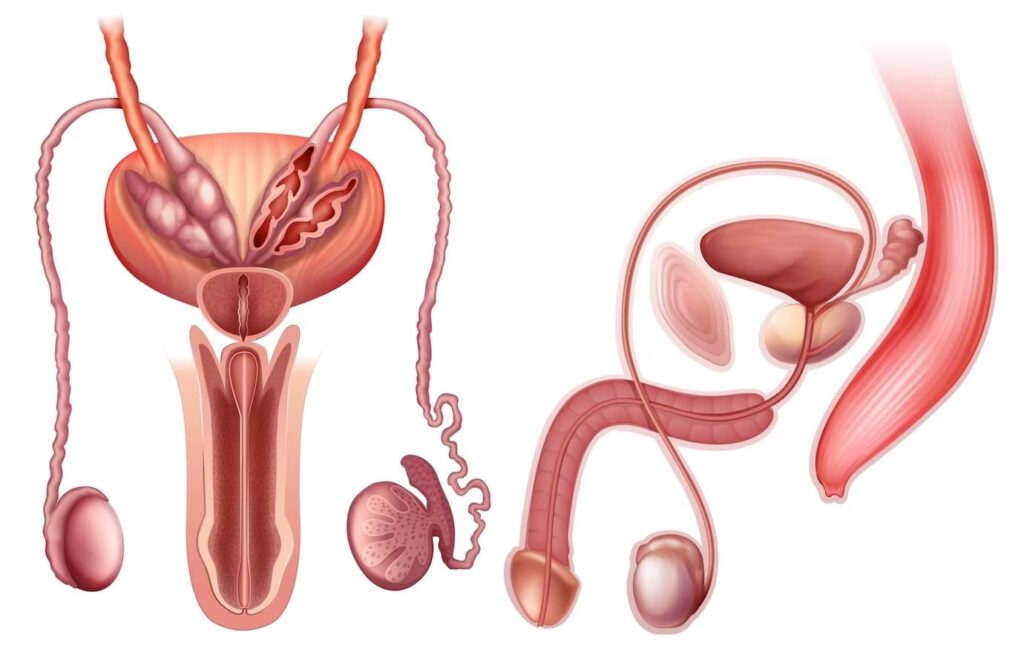 Prostata osnovna funkcija