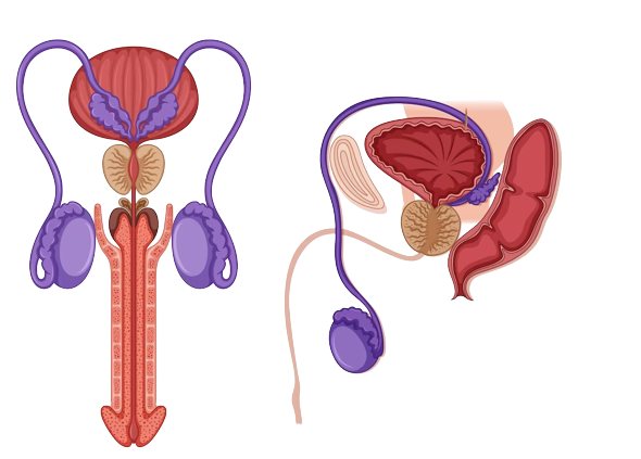 Prostata